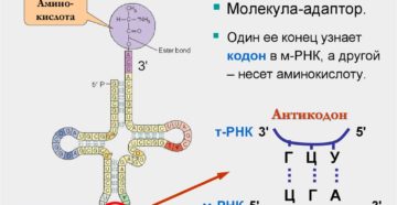 ТРАНСПОРТНЫЕ   РИБОНУКЛЕИНОВЫЕ КИСЛОТЫ