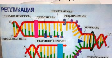 РЕПЛИКАЦИЯ