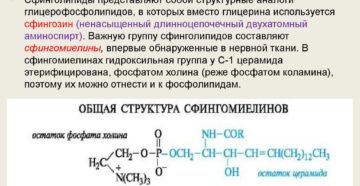 СФИНГОЛИПИДЫ