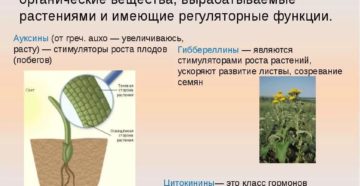 ФИТОГОРМОНЫ