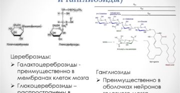 ГЛИКОСФИНГОЛИПИДЫ