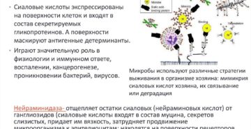 НЕЙРАМИНИДАЗА